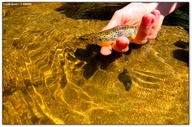 Truite de Soleymieux peche_truite_no_kill_aappma_truite_soleymieux_forez.thumb