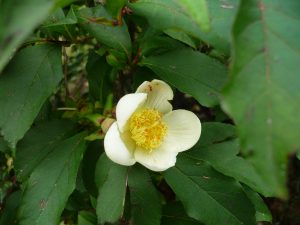 la fleur en modèle
