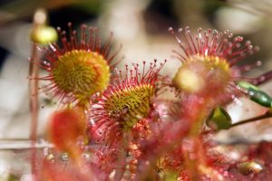 drosera