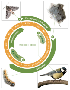 Cycle de l'insecte et lutte appropriée